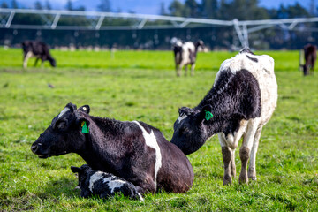 A mother friesian cow rests and protects her newborn calf in a field of pregnant dairy cows, Canterbury, New Zealand