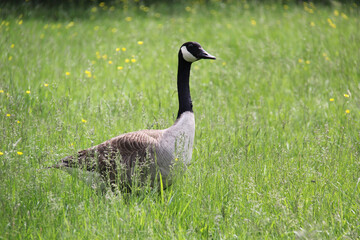 country goose on the grass