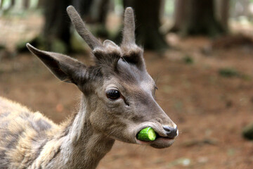 portrait of a young deer eating