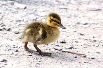 Little baby duck walking on the ground