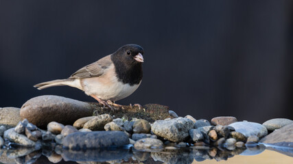 Dark-eyed Junco (Junco hyemalis) reflection. Corvallis, Oregon