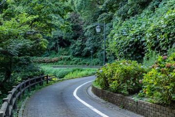 夏を彩る緑、公園の風景