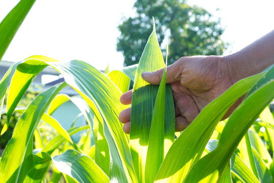 Hand holding leaf corn in farm . concept agriculture