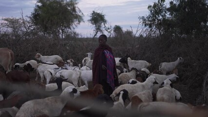 Cinematic shot of Maasai with his cattle in a traditional village in Africa. Traditional local woman shepherd taking care of the livestock. Tanzania, Africa 4K.