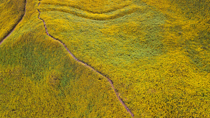 Tung Bua Tong Mexican sunflower field at Mae Hong Son Province in Thailand.