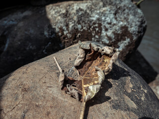 dry leaves placed on a large rock in the forest