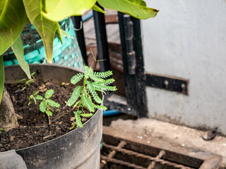 weed plants growing in ornamental plant pots
