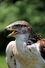 close up of a eagle