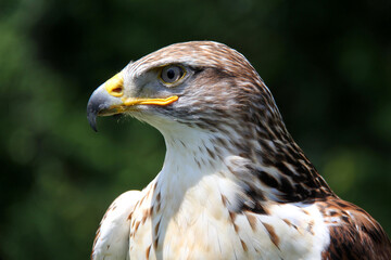 close up of a eagle