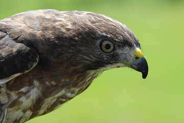 portrait of a falcon