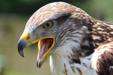 close up of a eagle