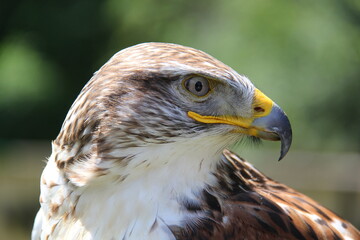 close up of a eagle