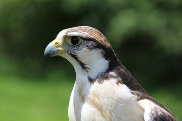 Fototapeta premium portrait of a falcon