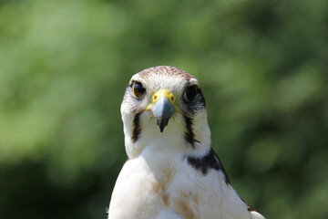 portrait of a falcon