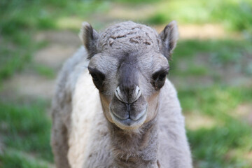 Fototapeta premium portrait of a baby camel