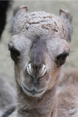 Fototapeta premium portrait of a baby camel