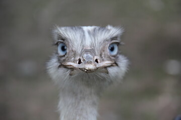 close up of an ostrich