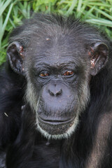 Looking of a chimpanzee on the grass