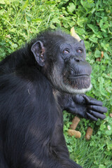 Looking of a chimpanzee on the grass