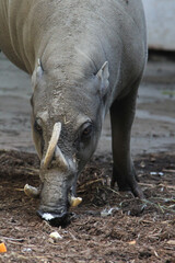 Obraz premium warthog in mud