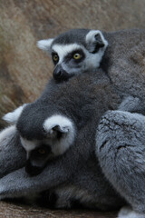 lemur huging in a zoo