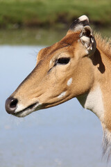 close up portrait of a impala