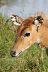 close up portrait of a impala