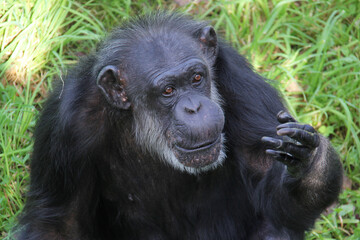 Old chimpanzee standing on grass
