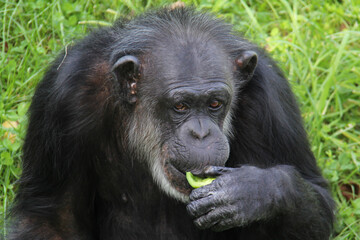 Old chimpanzee standing and eating on grass