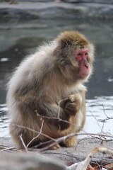 portrait of a japanese macaque