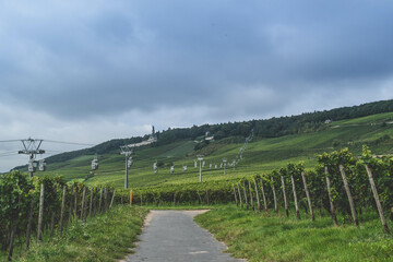 Fototapeta premium vineyard in region country