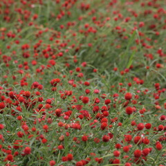 red poppy field