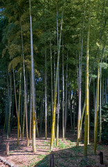 Bamboo Grove of the former Edo castle garden. Tokyo. Japan
