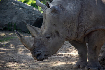 Fototapeta premium rhinoceros standing in his habitat
