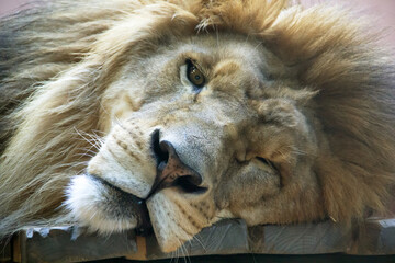 Naklejka premium Close up of the head of a sleepy lion