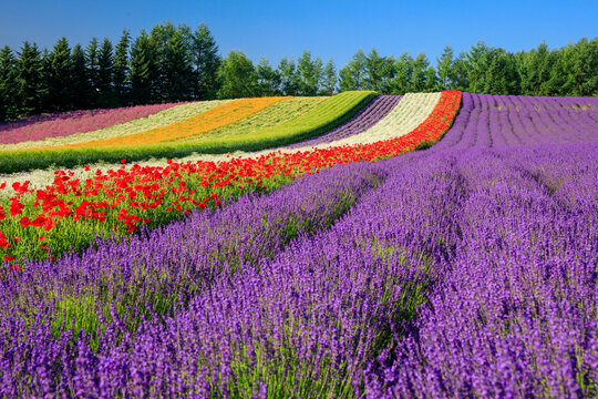 富田ファーム」の写真素材 | 1,136件の無料イラスト画像 | Adobe Stock