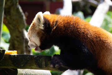 Red panda walking in a zoo