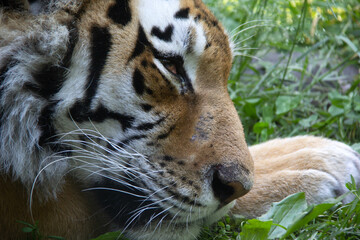 Close up of the head of a sleepy tiger