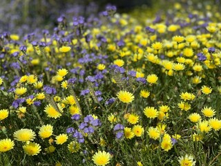 Obraz premium California wildflowers