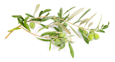 Olive branch isolated on white background. Green olives with leaves.