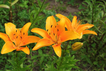 Fototapeta premium Bright juicy orange lily flowers on a green meadow.