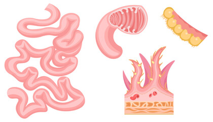 小腸　イラスト