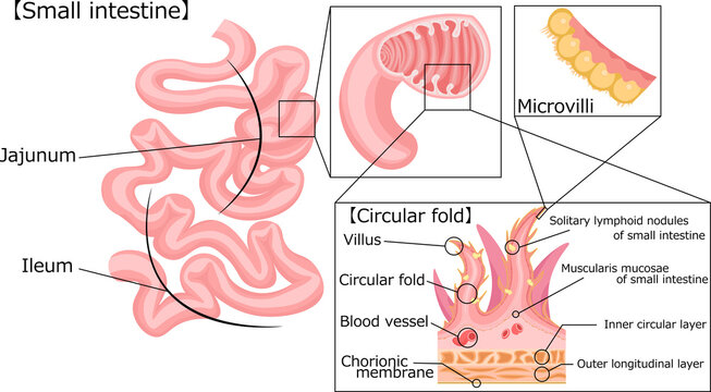 Muscularis Mucosae Images Browse 42 Stock Photos Vectors And Video Adobe Stock