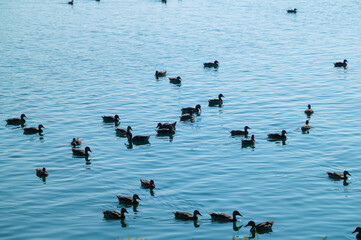 ducks on the lake
