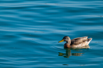 duck on the water