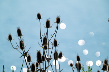 cat tails on the lake