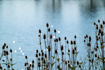cat tails on the lake