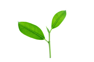 Isolated from background with clipping path. A small twig of tree in macro shoot close up.
