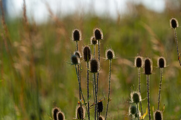 cat tails near the pond