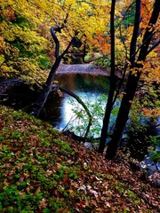 autumn in the forest